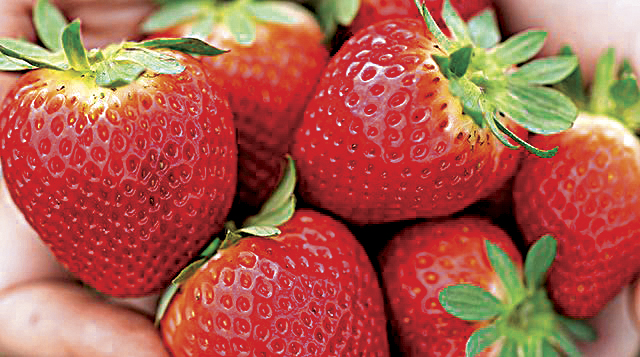 Plant innovations from UF